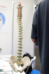 columna vertebral de un ser humano