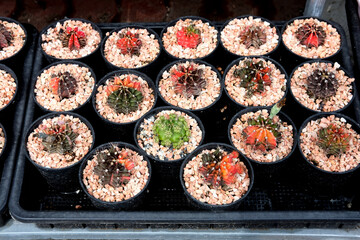 fresh vegetables in the market
