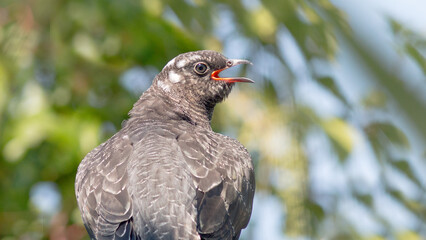 winged blackbird
