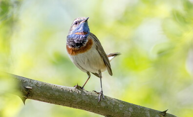 bird on the branch