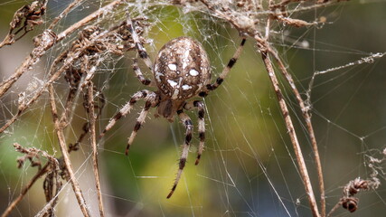 spider on web