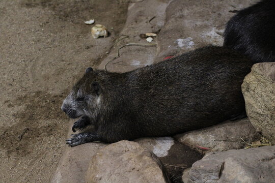 A Hutia - Desmarest's hutia (Capromys pilorides), also known as the Cuban hutia, eating mango.
