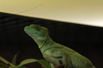 The plumed basilisk (Basiliscus plumifrons), also called commonly the green basilisk, the double crested basilisk, or the Jesus Christ lizard, is a species of lizard in the family.
