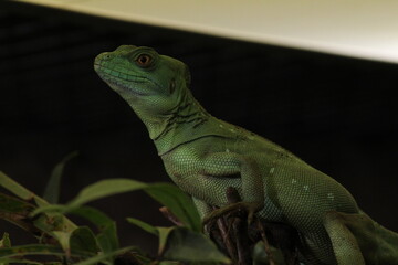 The plumed basilisk (Basiliscus plumifrons), also called commonly the green basilisk, the double crested basilisk, or the Jesus Christ lizard, is a species of lizard in the family.
