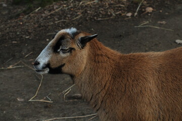 Sheep of Cameroon portrait. Cameroon sheep or Cameroon Dwarf is a Cameroonian breed of domestic sheep. Portrait of brown sheep of Cameroon Ovis aries the mouth open with the teeth clearly visible
