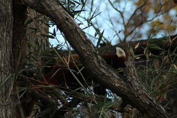 The Western Red Panda, also known as the red panda or lesser panda, is a small, arboreal mammal native to the eastern Himalayas and southwestern China. Characterized by its reddish-brown fur, bushy
