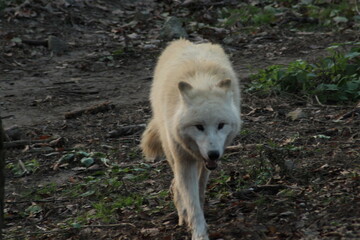 An arctic wolf -canis lupus arctos- standing amongst fallen trees in a wolf sanctuary. male Arctic wolf (Canis lupus arctos). Iconic White arctic wolf from wolves laughing meme in Zoo Brno