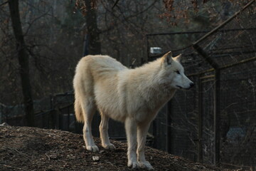 An arctic wolf -canis lupus arctos- standing amongst fallen trees in a wolf sanctuary. male Arctic wolf (Canis lupus arctos). Iconic White arctic wolf from wolves laughing meme in Zoo Brno