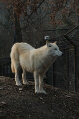 An arctic wolf -canis lupus arctos- standing amongst fallen trees in a wolf sanctuary. male Arctic wolf (Canis lupus arctos). Iconic White arctic wolf from wolves laughing meme in Zoo Brno