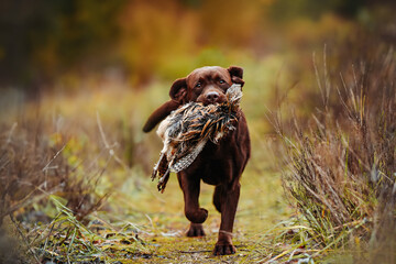 chocolate labrador retriever retrieving pheasant in a field