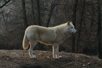 Fototapeta premium An arctic wolf -canis lupus arctos- standing amongst fallen trees in a wolf sanctuary. male Arctic wolf (Canis lupus arctos). Iconic White arctic wolf from wolves laughing meme in Zoo Brno