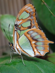Motyl
