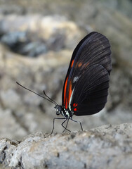 Motyl