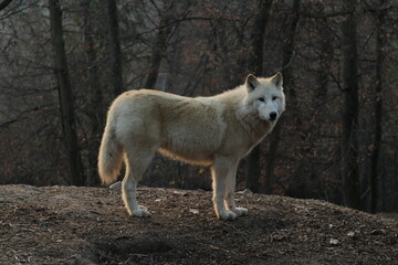 An arctic wolf -canis lupus arctos- standing amongst fallen trees in a wolf sanctuary. male Arctic wolf (Canis lupus arctos). Iconic White arctic wolf from wolves laughing meme in Zoo Brno