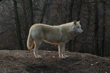 Fototapeta premium An arctic wolf -canis lupus arctos- standing amongst fallen trees in a wolf sanctuary. male Arctic wolf (Canis lupus arctos). Iconic White arctic wolf from wolves laughing meme in Zoo Brno