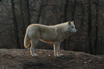 An arctic wolf -canis lupus arctos- standing amongst fallen trees in a wolf sanctuary. male Arctic wolf (Canis lupus arctos). Iconic White arctic wolf from wolves laughing meme in Zoo Brno
