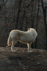 Obraz premium An arctic wolf -canis lupus arctos- standing amongst fallen trees in a wolf sanctuary. male Arctic wolf (Canis lupus arctos). Iconic White arctic wolf from wolves laughing meme in Zoo Brno