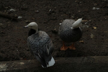 Emperor goose (Anser canagicus); captive animal. Two Emperor goose on a mud 

