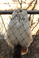 The Snowy Owl (Bubo scandiacus) is a large owl of the typical owl family Strigidae. Portrait of Snowy owl in the cage or behind the cage 