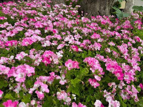 Pelargonium graveolens citrosum citronella mosquito repellent sweet scented old fashioned hot pink purple white flowers macro closeup Geranium against green leaves background. Attar of Roses.

