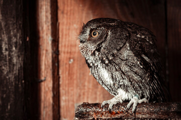 little owl in an old farm