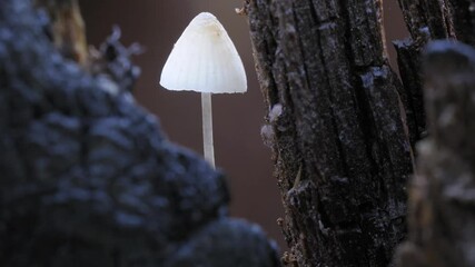 Tiny white Mycena mushroom grows among dark tree bark in a tranquil forest - Powered by Adobe
