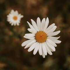 Daisies