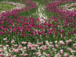 Flowerbed with pink tulips flowers.