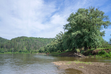 Obraz premium Beautiful view of the river with mighty trees against the sky with clouds. Summer rural landscape with a herd of cows.