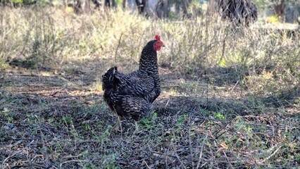 A speckled hen scratches the ground in a field