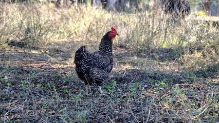 A speckled hen scratches the ground in a field