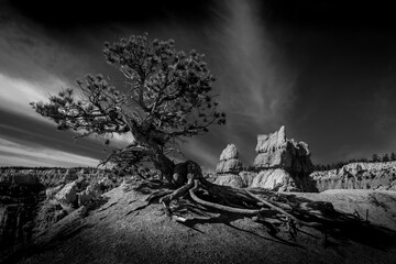 Weathered Tree in Bryce Canyon National Park, Utah, in Black and White
