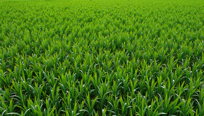 Obraz premium Green cornfield under bright natural sunlight