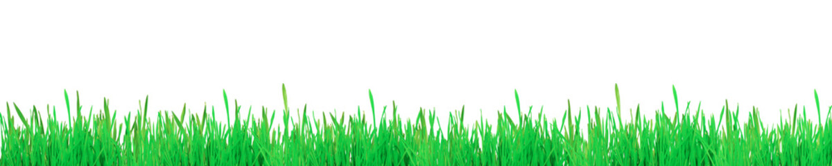 Fototapeta premium Green spring grass isolated on white background. Sprouts wide format. Panorama for banner Horizontal broad frame Green spring border