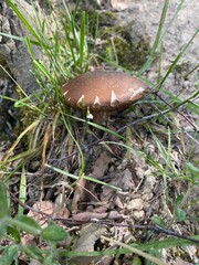 Mushroom