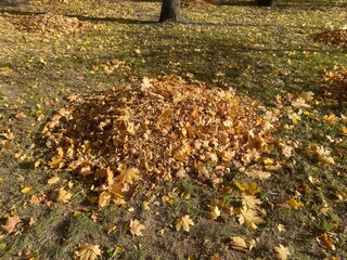 Dry leaves in a pile. Fallen leaves in the fall
