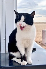 black and white cat meows 