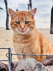 Obraz premium Portrait of the red cat