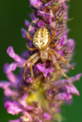 Closeup on a cross spider, also called european garden spider, diadem spider or pumpkin spider.