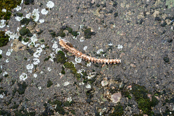 Part of fish bones on wet rocks