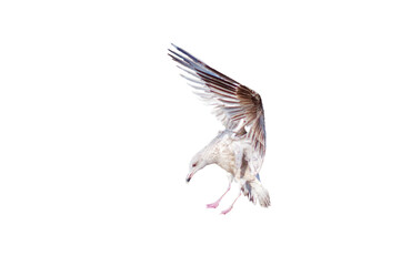 Seagull landing isolated png transparency