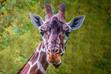 Close-Up of Giraffe's Face with Detailed Features