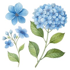 Obraz premium Watercolor blue Flower and leaf
