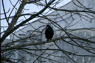 A lonely crow sat on a leafless tree branch.Bird life in the city. A black crow sits on a bare tree branch with a blurred stone building in the background. A feeling of loneliness and mystery.