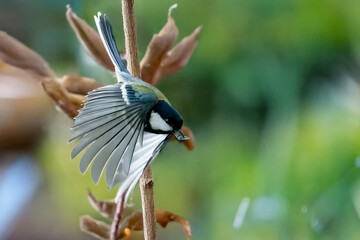 Una cinciallegra (Parus major) con un seme di girasole preso dalla mangiatoia vola via per...