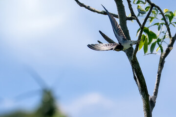 Una rondine (Hirundo rustica) vola via dall'albero dove sono appollaiati i suoi pulcini in attesa del cibo.