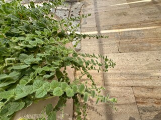 Close-up of fresh, green leaves of the plant Kickxia elatine. Common name; sharpleaf cancerwort and sharp-leaved fluellen. A species of flowering plant in the family Plantaginaceae.

