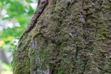 Pattern of nature tree bark covered green moss close-up. Intricacy textured moisture effect in forest. Rough surface of brown trunk and lichen. Weathered and rugged bark background of tree trunk.