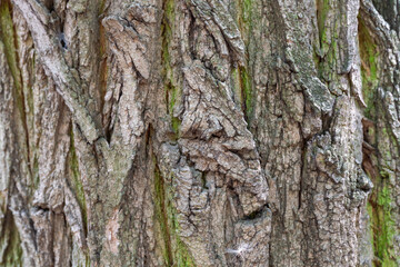 Pattern of nature tree bark covered green moss close-up. Intricacy textured moisture effect in forest. Rough surface of brown trunk and lichen. Weathered and rugged bark background of tree trunk.