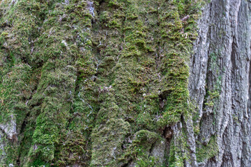 Pattern of nature tree bark covered green moss close-up. Intricacy textured moisture effect in forest. Rough surface of brown trunk and lichen. Weathered and rugged bark background of tree trunk.